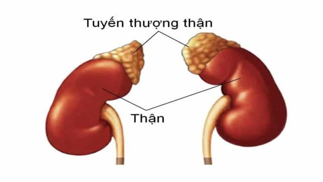 Tuyến thượng thận nằm trong vùng thượng vị