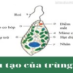 Trùng roi di chuyển như thế nào? Có những loại nào