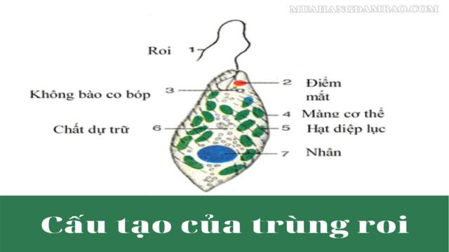 Tìm hiểu cấu tạo bên trong của trùng roi xanh