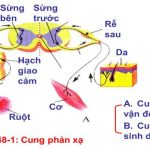 Sinh học 8 Bài 48: Hệ thần kinh sinh dưỡng