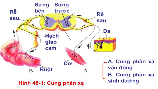 Cung phản xạ