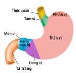 Dạ dày nằm ở đâu? Chức năng của dạ dày là gì?