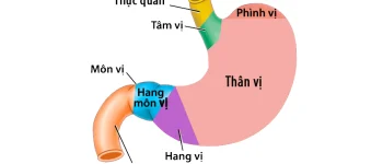 Dạ dày nằm ở đâu? Chức năng của dạ dày là gì?