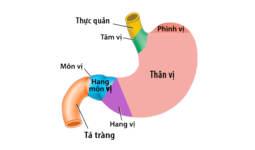 Dạ dày nằm ở đâu? Chức năng của dạ dày là gì? 3