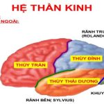 Tìm hiểu các vùng của đại não (P2)