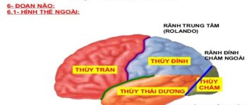 Tìm hiểu các vùng của đại não (P2)