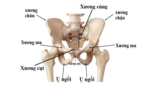 Giải phẫu và chức năng xương chậu