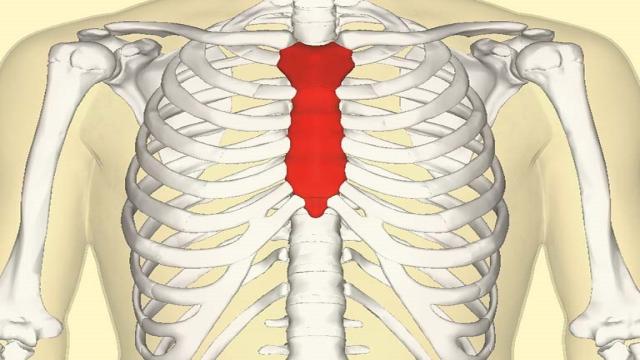 Hình dáng xương ức trong giải phẫu cơ thể người