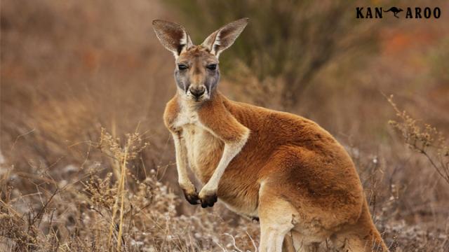 chuột túi, kanguru, kangaroo con, kangaroos, chuột túi kangaroo, căng gu ru, con kangaroo, kangaroo úc, kangaroo sống ở đâu, con chuột túi, chuot tui, kanguru sinh con, con chuot tui, kangaroo là của nước nào, kangaroo của nước nào, xứ sở chuột túi, chuột kangaroo, chuột túi ăn gì, chuột túi sống ở đâu, con chuột túi kangaroo, chuột túi con mới sinh, chuột túi nhảy, chuột túi kangaroo là biểu tượng của nước nào, thịt chuột túi kangaroo