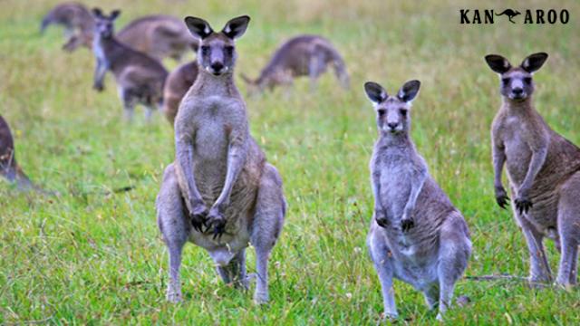 chuột túi, kanguru, kangaroo con, kangaroos, chuột túi kangaroo, căng gu ru, con kangaroo, kangaroo úc, kangaroo sống ở đâu, con chuột túi, chuot tui, kanguru sinh con, con chuot tui, kangaroo là của nước nào, kangaroo của nước nào, xứ sở chuột túi, chuột kangaroo, chuột túi ăn gì, chuột túi sống ở đâu, con chuột túi kangaroo, chuột túi con mới sinh, chuột túi nhảy, chuột túi kangaroo là biểu tượng của nước nào, thịt chuột túi kangaroo