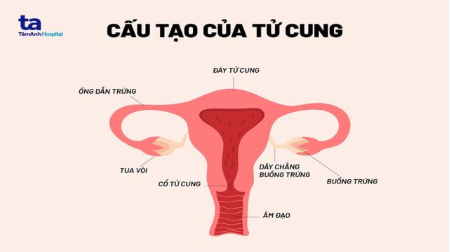 cấu tạo tử cung