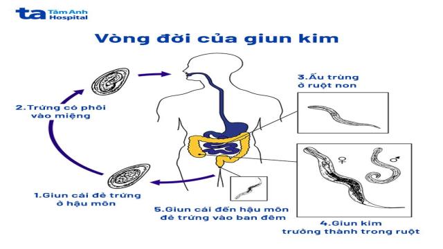 vòng đời của giun kim