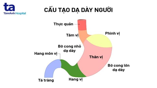 vị trí hang vị dạ dày