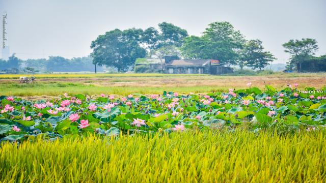 Hình ảnh cánh đồng lúa chín vàng