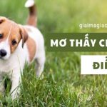 Nằm Mơ Thấy Trâu Đuổi Húc Mình, Húc Người ❤️️ Giải Mã