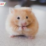 TOP 15+ địa chỉ bán Hamster Bear Hà Nội “cưng xỉu”