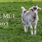 2003 mệnh gì? Hướng dẫn chọn phụ kiện hợp mệnh người sinh năm 2003