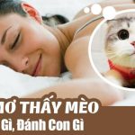 Con mèo số mấy? Nằm mơ thấy mèo đánh số mấy?