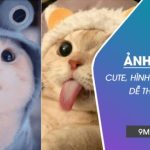 Ảnh mèo cute, bựa, ngầu đẹp, ngộ nghĩnh, đáng yêu nhất