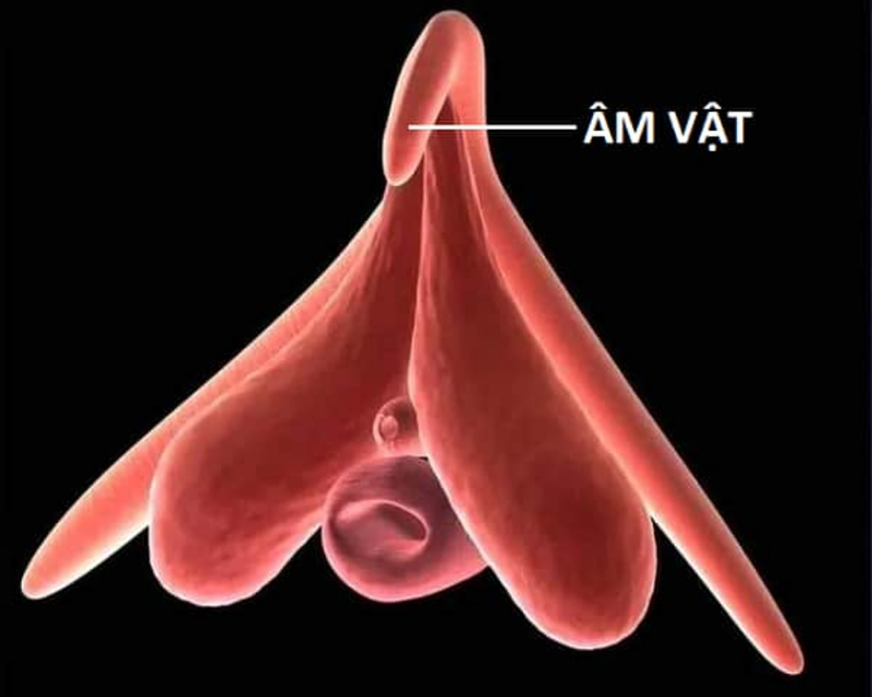 Âm vật là gì? Vai trò đặc biệt của âm vật đối với chị em phụ nữ 1