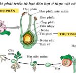 Tự thụ phấn là: