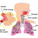 Phổi nằm ở vị trí nào và nguyên lý hoạt động của phổi?