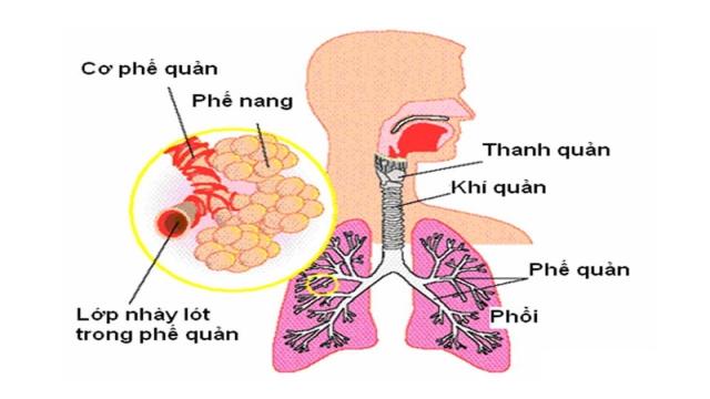 Cấu trúc của hệ hô hấp